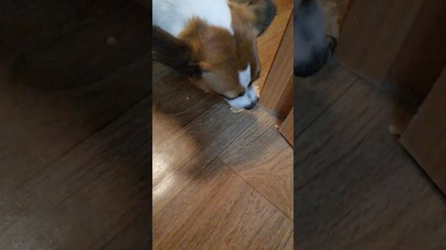 VID_20250616_223937.mp4