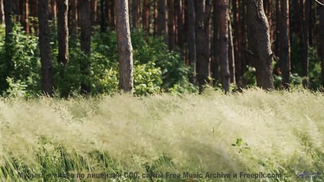 Музыка несёт сквозь леса, реки и закаты без остановки - Padon 2 -- Anne Laplantine -- Padon