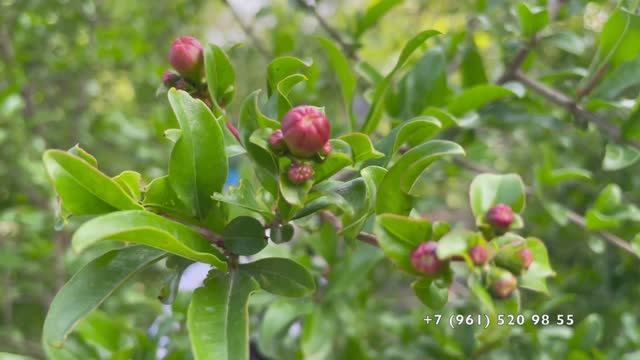 Летняя обрезка граната