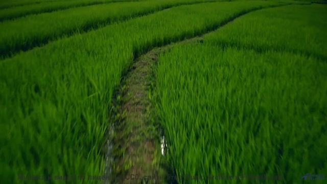 Лес оживает под этот бит! - Living Life -- Scott Holmes Music -- Inspiring Background Music