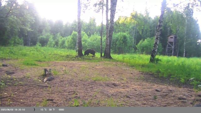 Посетители фотоловушки