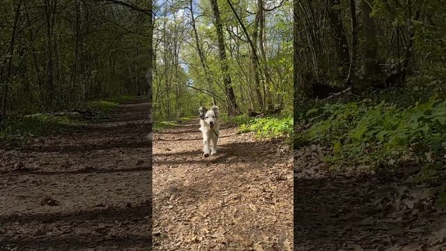 Бег с собакой это прекрасно! #бег #спорт #аусси