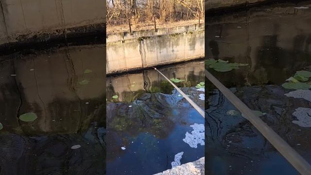 Поклевка карася на боковой кивок #рыбалка #мормышка #природа