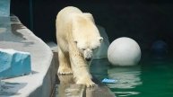 Белому медведю Каю бросили детскую игрушку в бассейн. Кай поплыл посмотреть.