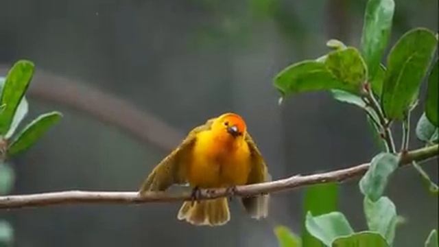 Самые красивые животные на планете: обзор удивительных созданий ч.13