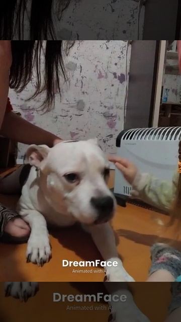 Собакенулыбакен