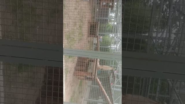 video_20250612_111239.mp4