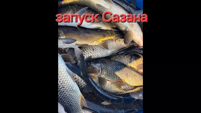 запуск Сазана