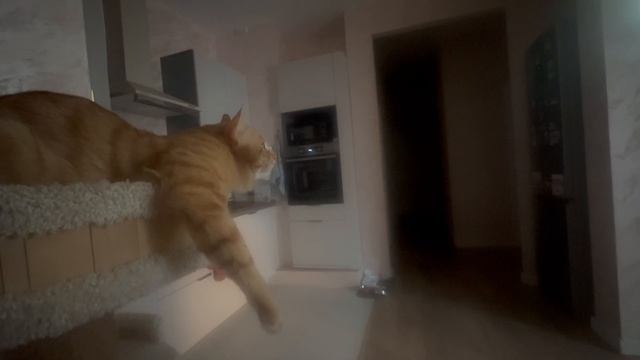 С котом можно все! И сериальчик посмотреть и поболтать потом )