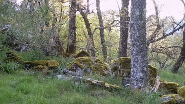 Медведи видео фотоловушки