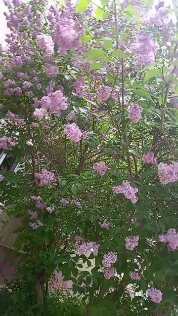 1000191650.mp4 красота