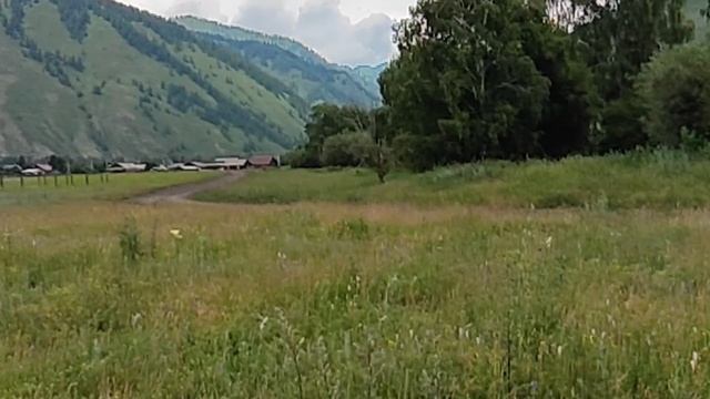 Алтай Уймонская Долина с.Чендек, волшебный вид у подножья гор, экология, луга, горы, Катунь, отдых
