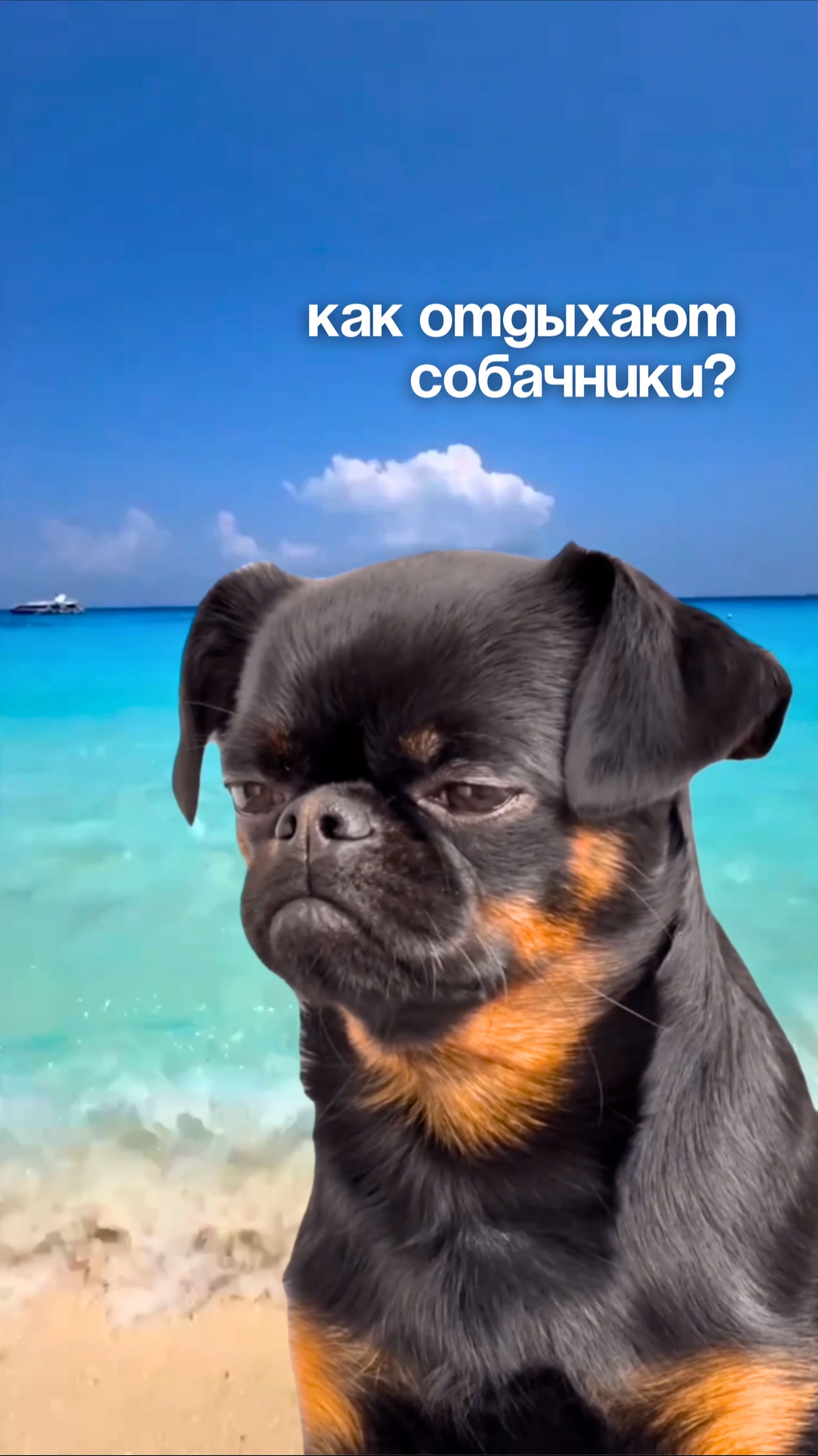 Как отдыхают собачники? 🐶