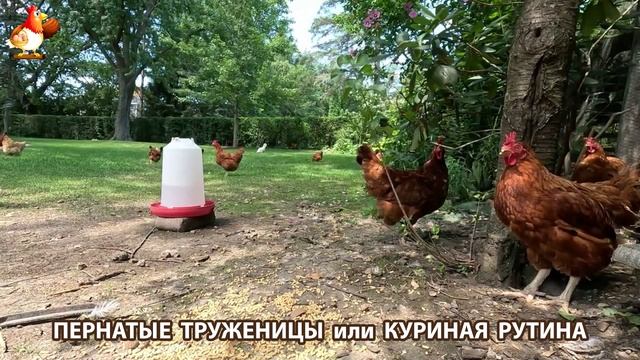 Куры несушки свободного выгула и их обычная куриная рутина – эпизод (460)