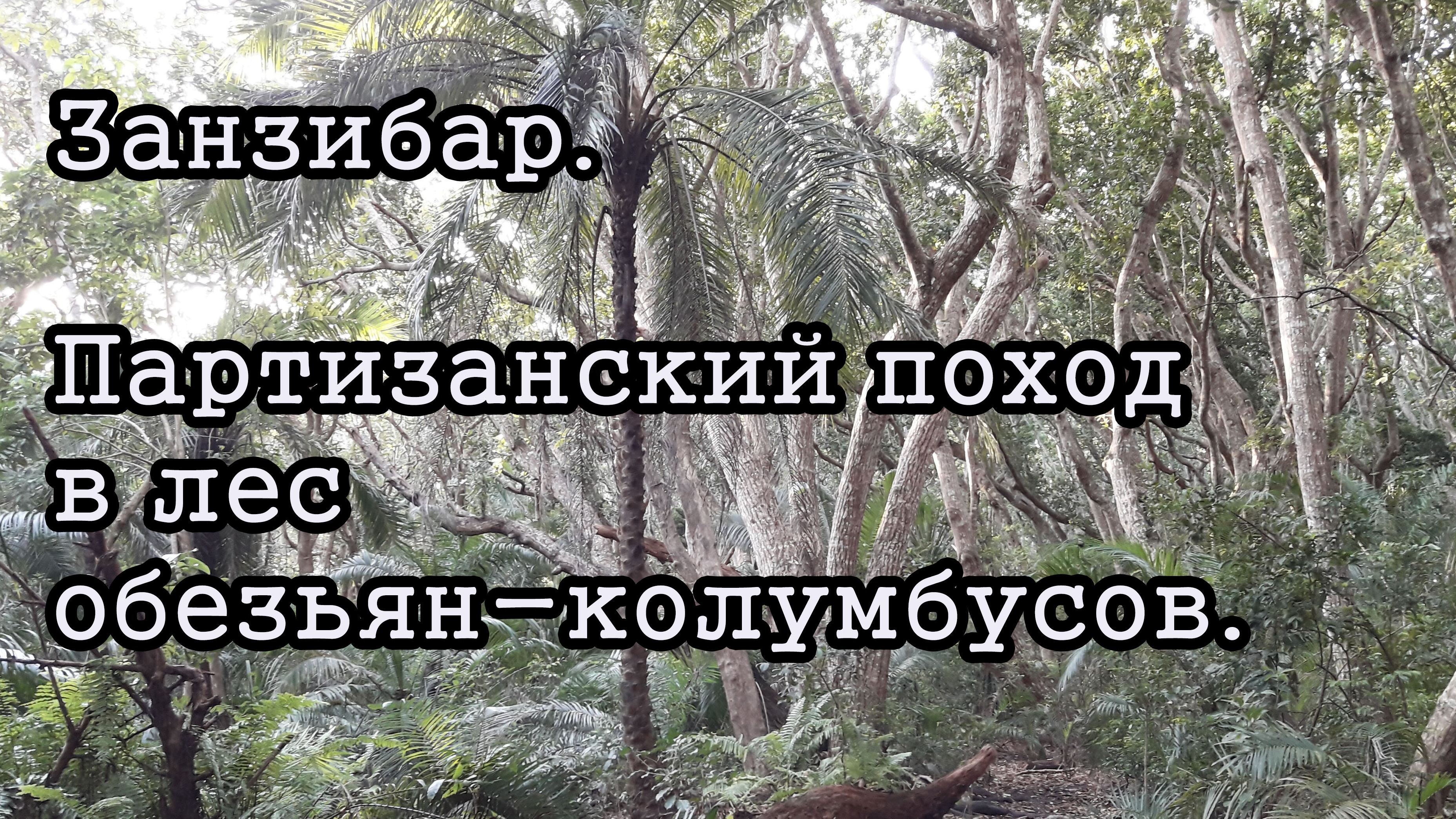 Занзибар. Самостоятельно в лес колумбусов.
