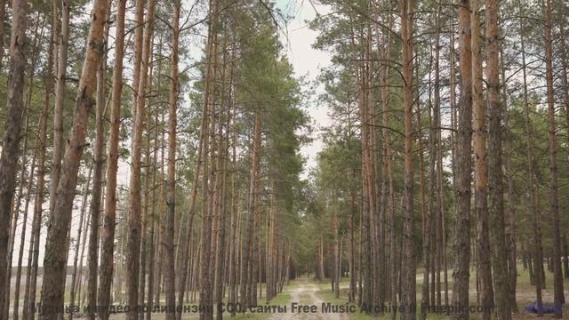 Ноты гладят душу так же мягко, как ветер траву - Старше (feat. Александр Гоголев) -- POVALISHIN DIVI