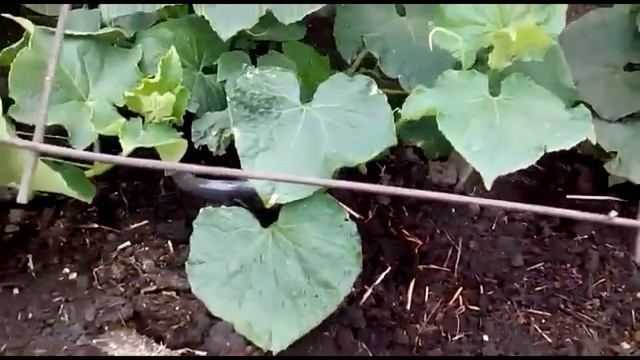 Пятна на листьях огурца. Начинаем борьбу за урожай..