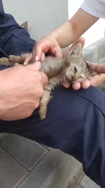 🐈В Подмосковье маленький котенок упал в водопроводный коллектор глубиной 1,7 м в частном доме🐈