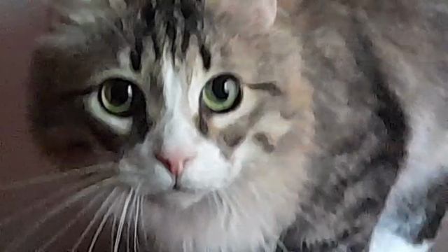 игрушки и таблетки одыкватности мини фильм
