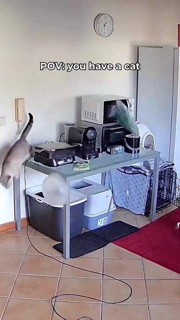 video_2025-01-18_15-63-52