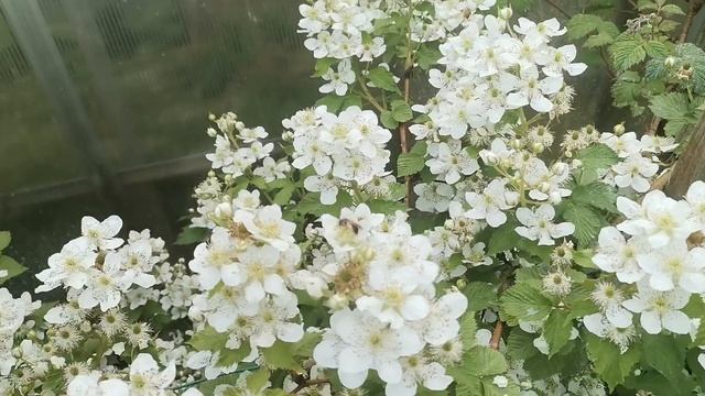 Цветение пионов, ежемалины и ежевики
