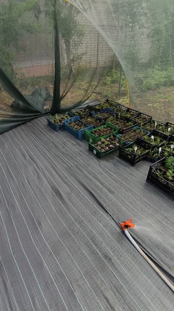 Заполняю контейнерную станцию саженцами хвойных🌱