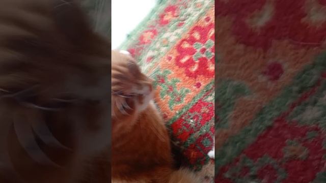 Знакомство с хозяйкой