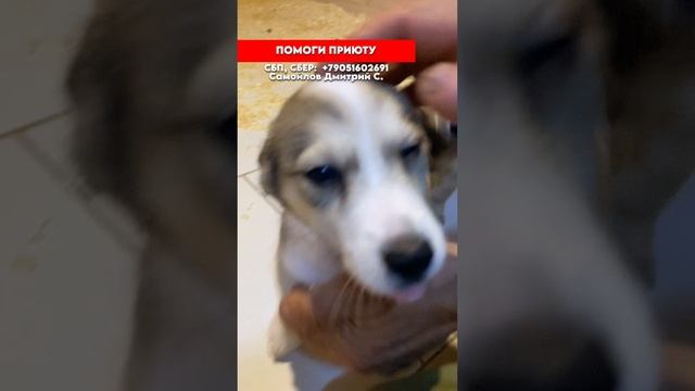 Щенок с сердечком нашёл дом! Но его братик всё ещё ждёт своих хозяев