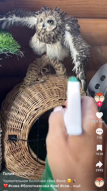 Фея орёт видео не моё!
