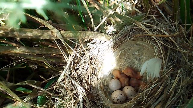 VID_20250617_103904.mp4 гнездо с птенцами камышанки