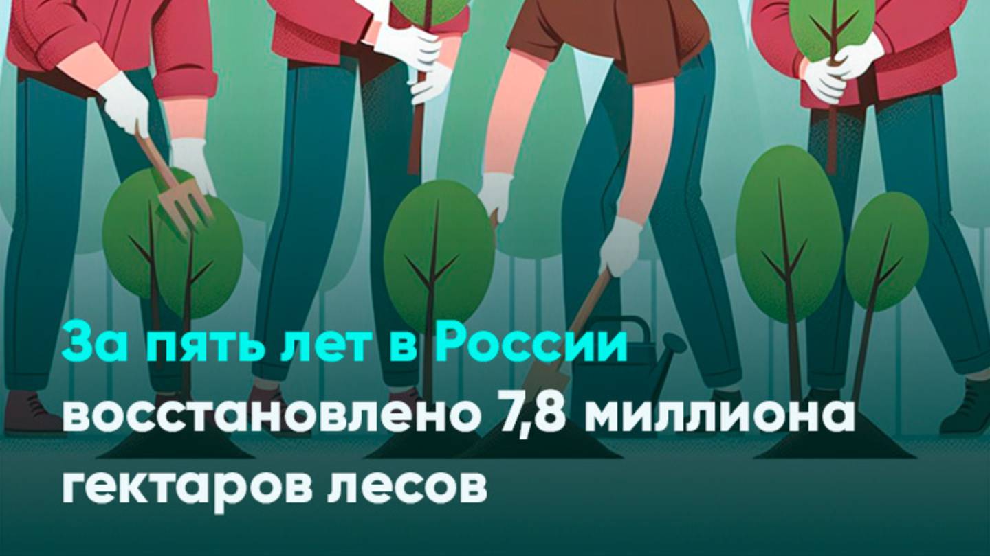 За пять лет в России восстановлено 7,8 миллиона гектаров лесов