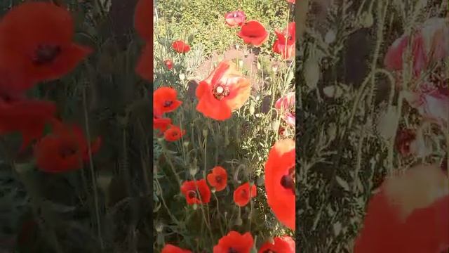 1000060414.mp4