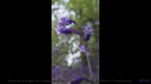 Этот клип - чистая гармония звука и мира - Pockets -- Derek Clegg -- Faces (re-release)