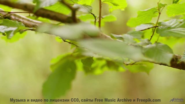 Музыка качает сильнее любого океанского шторма - Mausoleo de Espectros Difusos -- Humanfobia -- Inde