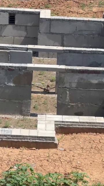 Непонятный зверь бегает по стройке в золотом квартале