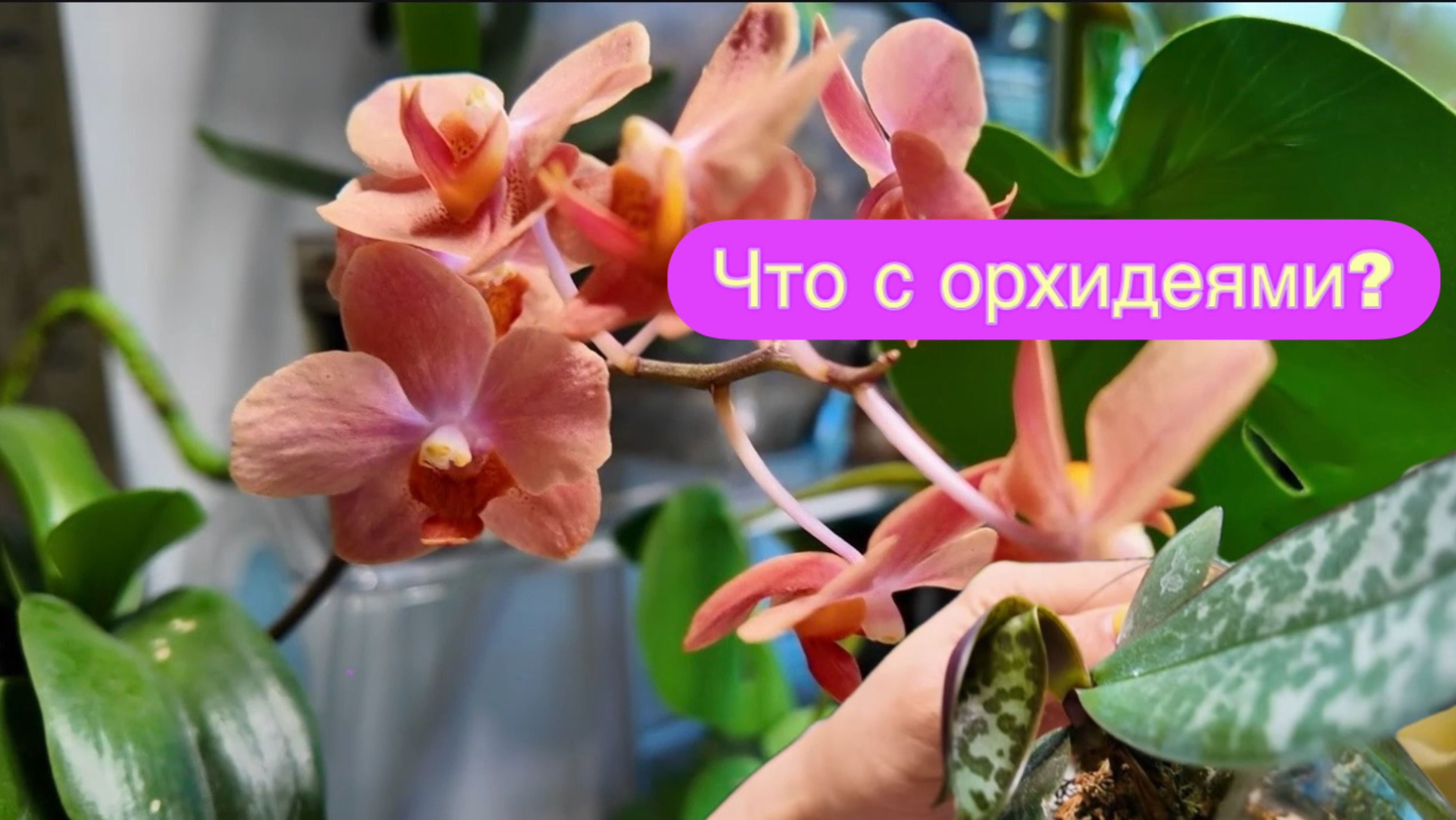 А ничего! Все с ними хорошо: рассматриваю и поливаю