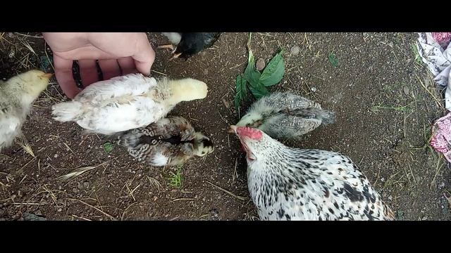 Осваиваем новую территорию