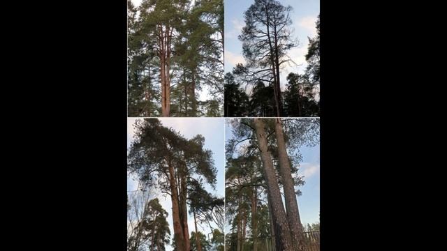 2й вариант. Сельцо Сиверско встарь – вдруг Дачная столица