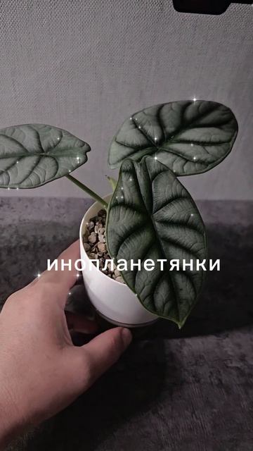#shorts
инопланетные Алоказии