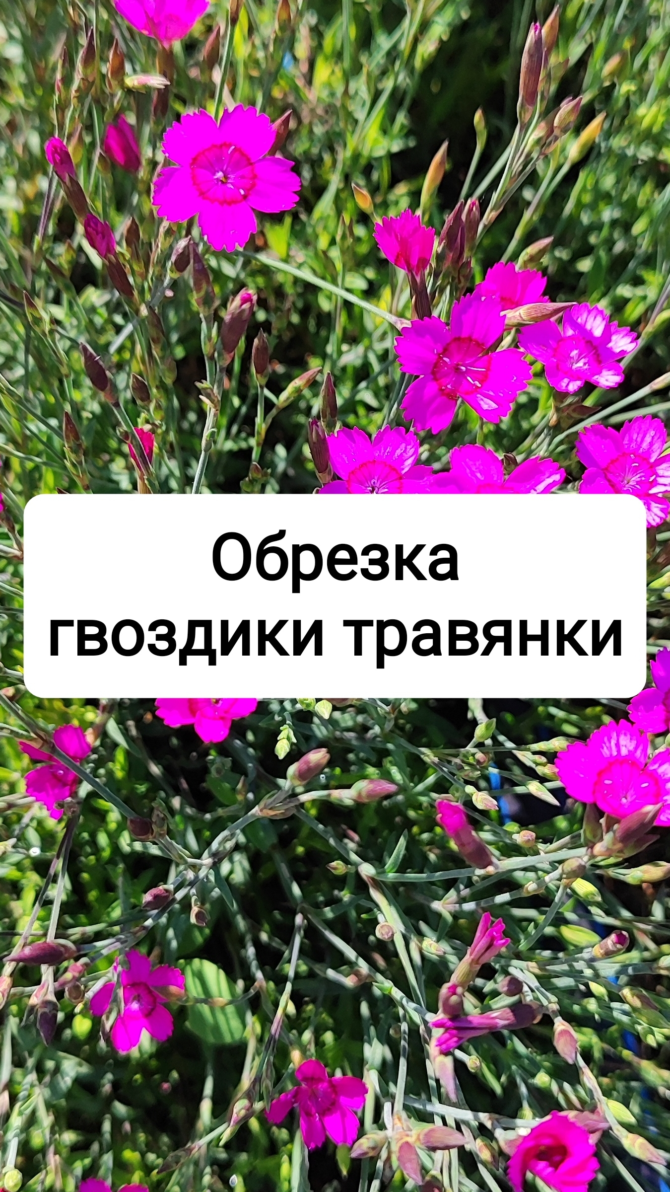Обрезка гвоздики травянки