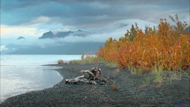 Эта музыка звучит как обещание новых приключений вдвоём - Pajaros (XLIX) -- opo -- Estudios Indigeni