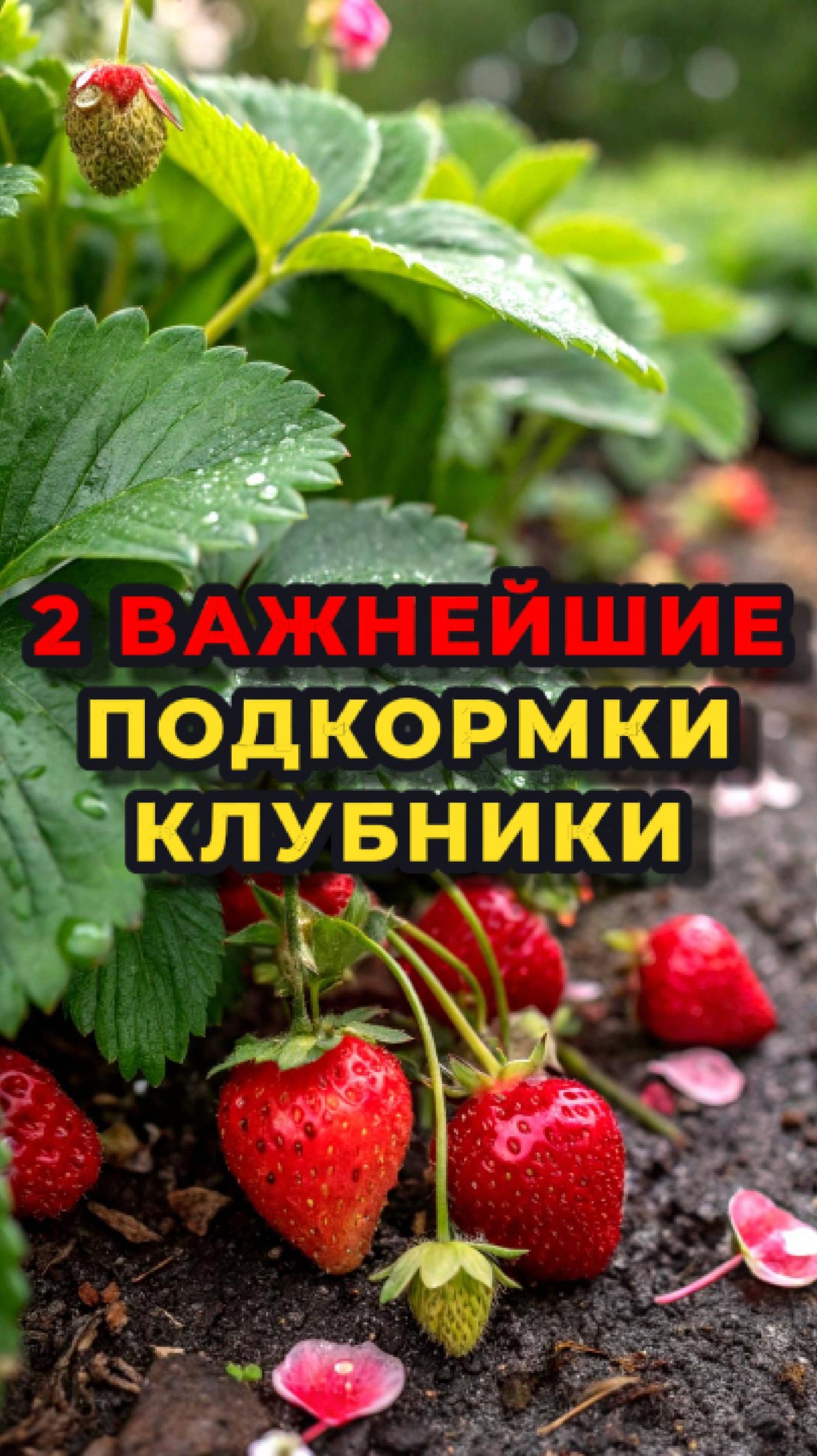 Две ВАЖНЕЙШИЕ подкормки клубники🍓