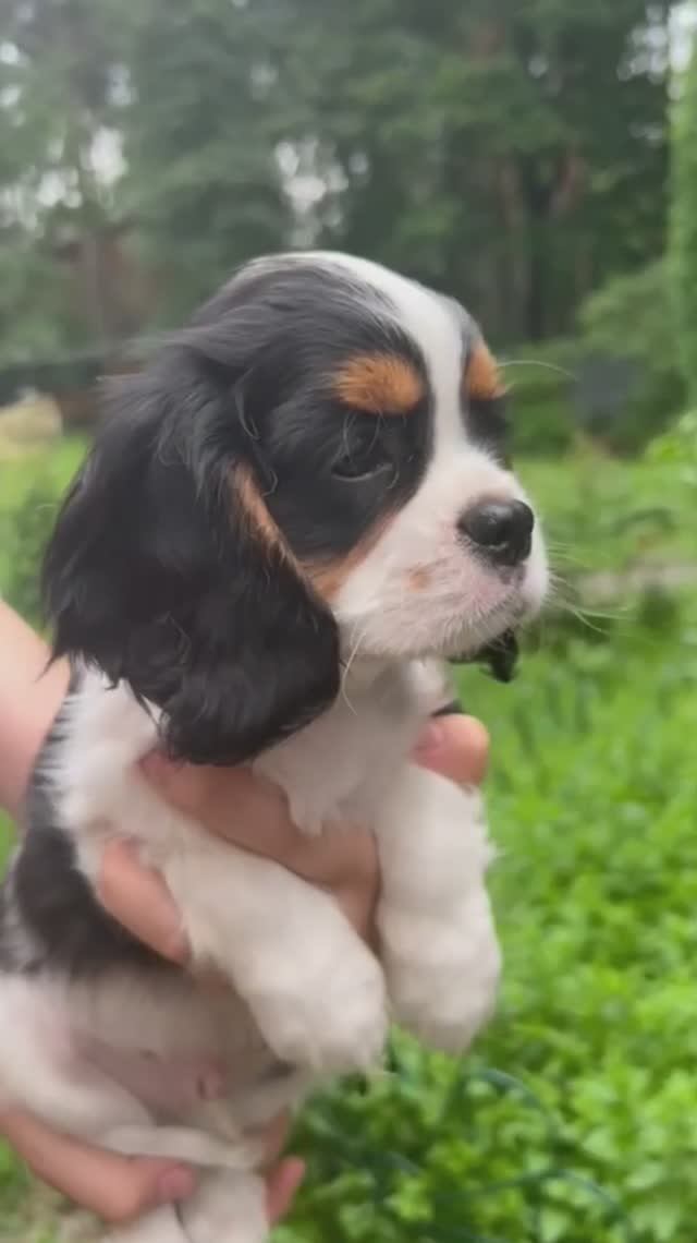 📞+7 916 659-12-28 Щенки Кавалер Кинг Чарльз спаниель 🐶🧿
