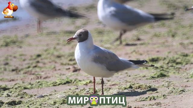 Мир птиц – красота и грация пернатых созданий Природы 🦩🦚🦜 Выпуск (219) 🦉🐦🐤