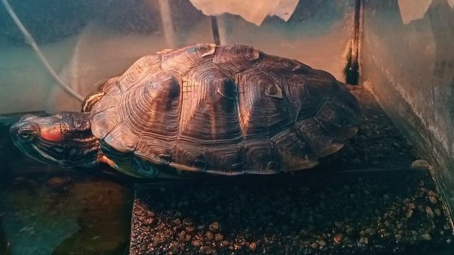 Красноухая черепаха 🐢 17-06-2025