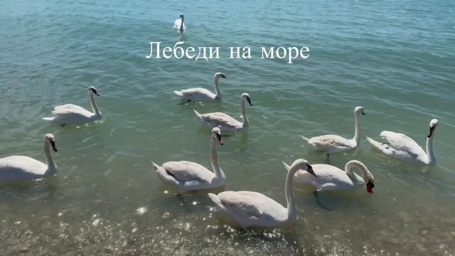 Крымский пейзаж весеннего моря, лебеди и чарующая музыка для души