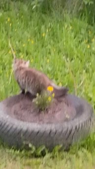 летом снегирь