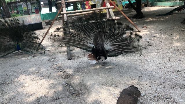 Как павлины кричат в сафари парке Геленджик