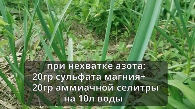 Желтеют кончики чеснока🙁 причины, как легко спасти урожай 🙌