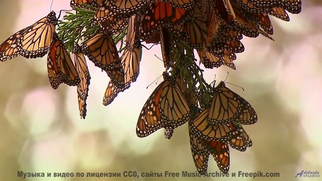 Он доказывает, что красота спасает мир! - A Dream that Came True -- Ketsa -- Growth